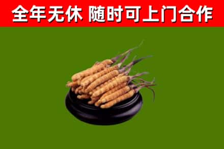 广陵区回收冬虫夏草