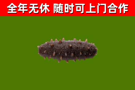 广陵区回收海参干